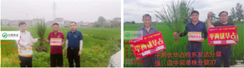 平兩優華占我們在行動，你還在等什么？
