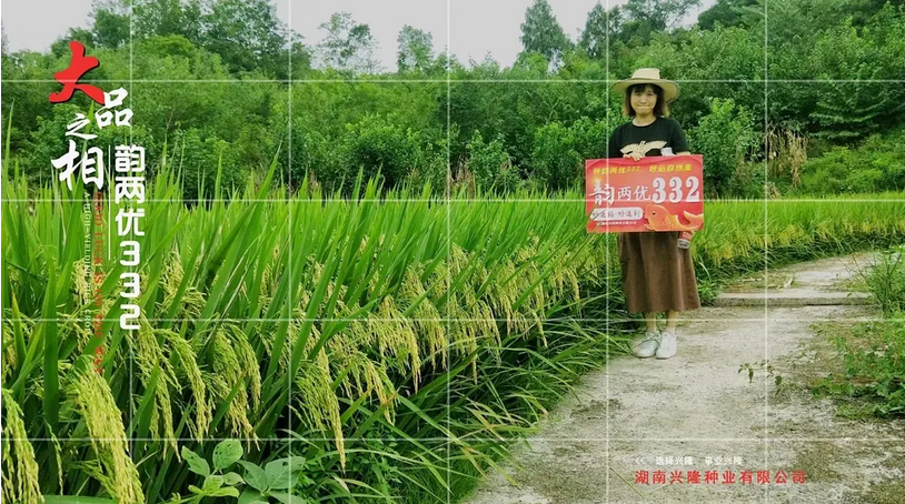 “煙花”臺風(fēng)即將來襲，注意防范，加強水稻田間管理 