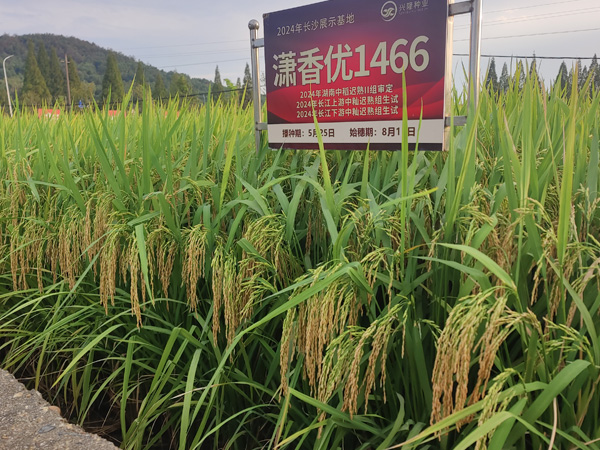 瀟香優(yōu)1466