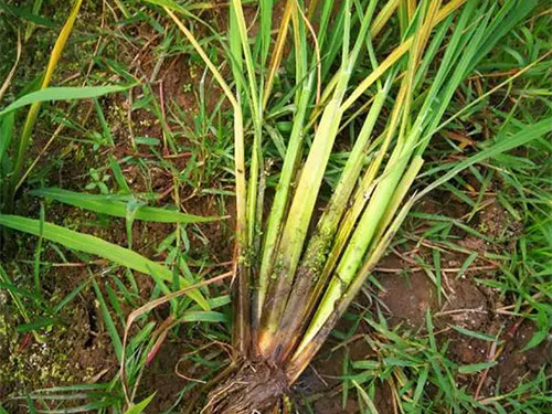 湖南興隆種業有限公司,長沙稻谷種植與銷售,長沙農作物品種的選育,長沙農業病蟲害防治服務 湖南興隆種業有限公司,長沙稻谷種植與銷售,長沙農作物品種的選育,長沙農業病蟲害防治服務