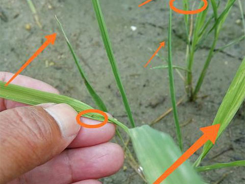 湖南興隆種業有限公司,長沙稻谷種植與銷售,長沙農作物品種的選育,長沙農業病蟲害防治服務 湖南興隆種業有限公司,長沙稻谷種植與銷售,長沙農作物品種的選育,長沙農業病蟲害防治服務