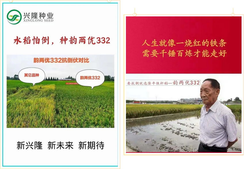 湖南興隆種業有限公司,長沙稻谷種植與銷售,長沙農作物品種的選育,長沙農業病蟲害防治服務